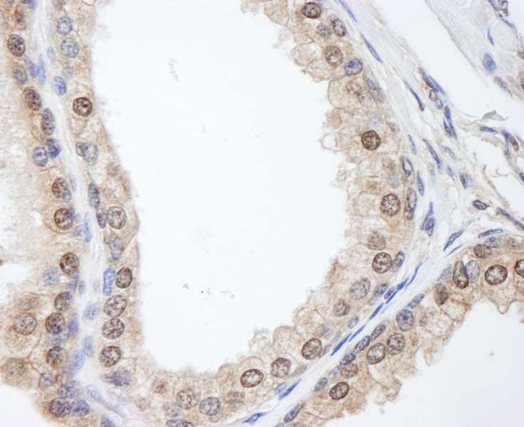 Immunohistochemistry (Formalin/PFA-fixed paraffin-embedded sections) - Anti-FKBP52 antibody (AB264203), expandable thumbnail