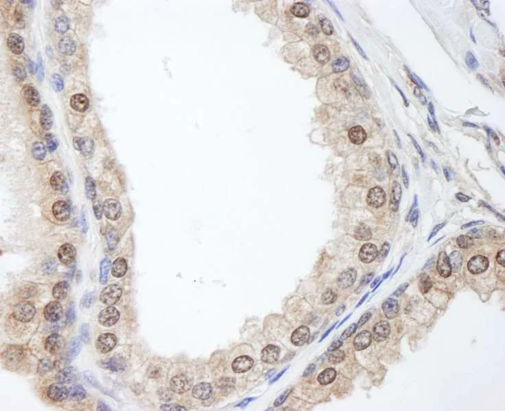Immunohistochemistry (Formalin/PFA-fixed paraffin-embedded sections) - Anti-FKBP52 antibody (AB264203)