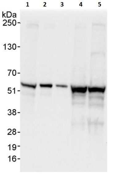 Western blot - Anti-FKBP52 antibody (AB264203), expandable thumbnail