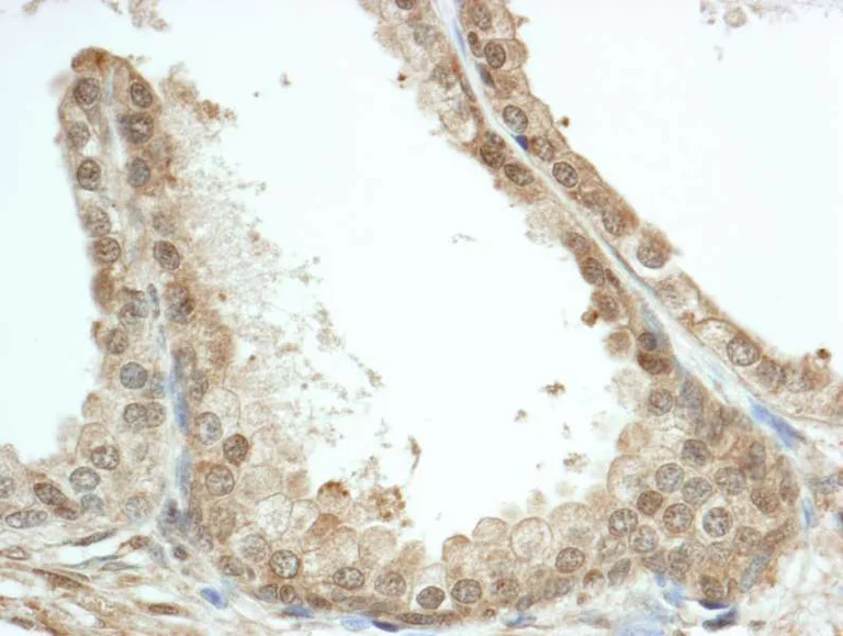 Immunohistochemistry (Formalin/PFA-fixed paraffin-embedded sections) - Anti-FKBP52 antibody (AB264204)