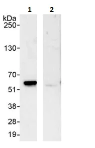 Immunoprecipitation - Anti-FKBP52 antibody (AB264204)