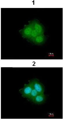 Immunocytochemistry/ Immunofluorescence - Anti-FKBP52 antibody (AB97306)