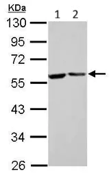 Western blot - Anti-FKBP52 antibody (AB97306)