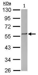 Western blot - Anti-FKBP52 antibody (AB97306)