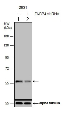 Western blot - Anti-FKBP52 antibody (AB97306)
