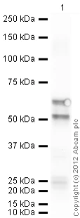 Western blot - Anti-FKBP52 antibody (AB97306)