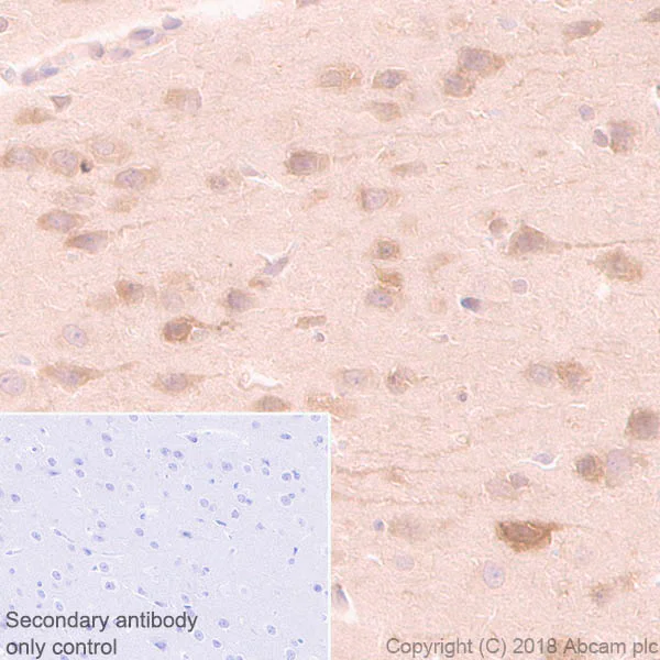 Immunohistochemistry (Formalin/PFA-fixed paraffin-embedded sections) - Anti-FKBP52 antibody [EPR21120] (AB230952)
