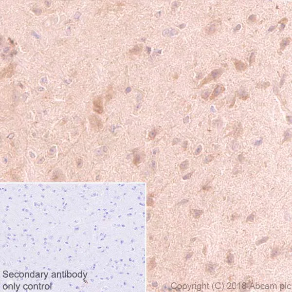 Immunohistochemistry (Formalin/PFA-fixed paraffin-embedded sections) - Anti-FKBP52 antibody [EPR21120] (AB230952)