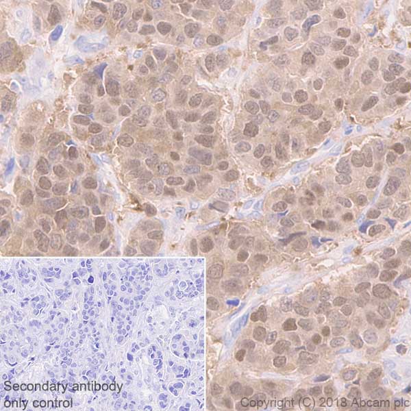 Immunohistochemistry (Formalin/PFA-fixed paraffin-embedded sections) - Anti-FKBP52 antibody [EPR21120] - BSA and Azide free (AB237779)