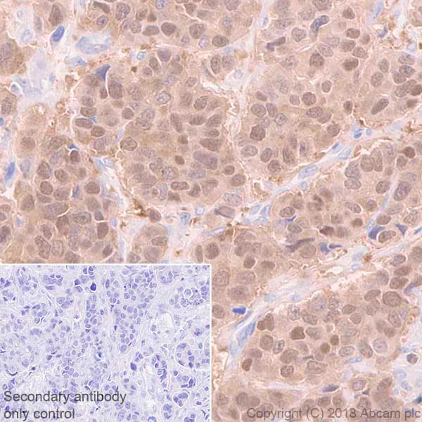 Immunohistochemistry (Formalin/PFA-fixed paraffin-embedded sections) - Anti-FKBP52 antibody [EPR21120] - BSA and Azide free (AB237779)