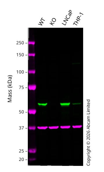 Western blot - Anti-FKBP52 antibody [EPR21120] - BSA and Azide free (AB237779)