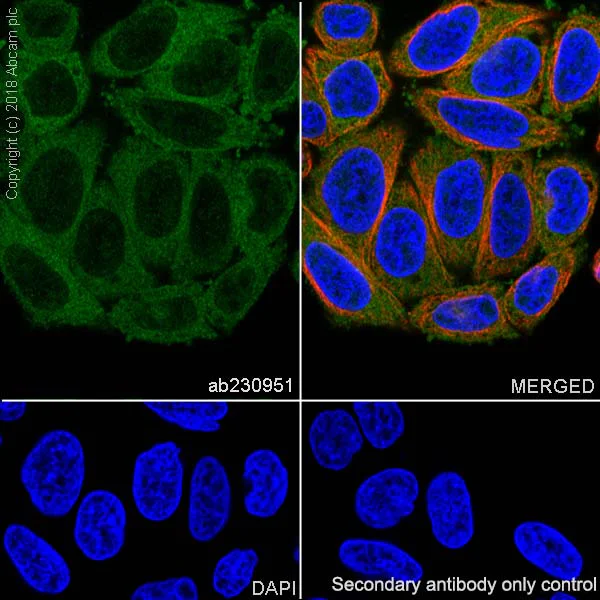 Immunocytochemistry/ Immunofluorescence - Anti-FKBP52 antibody [EPR21125] (AB230951)