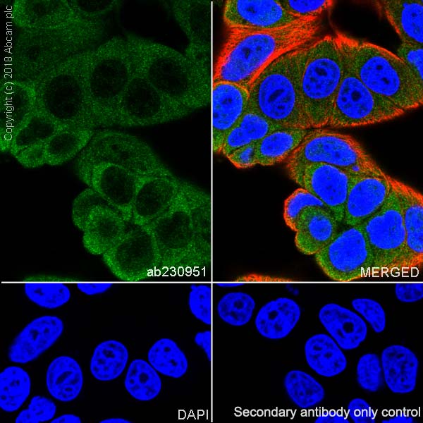 Immunocytochemistry/ Immunofluorescence - Anti-FKBP52 antibody [EPR21125] - BSA and Azide free (AB237784)