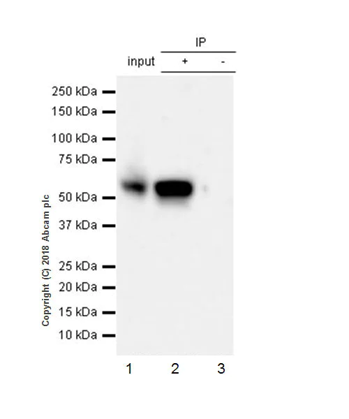 Immunoprecipitation - Anti-FKBP52 antibody [EPR21125] - BSA and Azide free (AB237784)