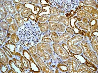 Immunohistochemistry (Formalin/PFA-fixed paraffin-embedded sections) - Anti-FKBP52 antibody [EPR6618] (AB129097)