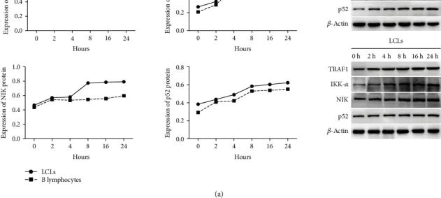 Western blot - Anti-FKBP52 antibody [EPR6618] (AB129097)