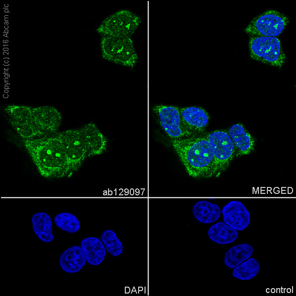 Immunocytochemistry/ Immunofluorescence - Anti-FKBP52 antibody [EPR6618] - BSA and Azide free (AB240535)