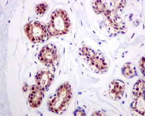 Immunohistochemistry (Formalin/PFA-fixed paraffin-embedded sections) - Anti-FKBP52 antibody [EPR6619] (AB124906)