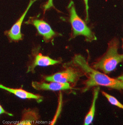 Immunocytochemistry/ Immunofluorescence - Anti-FKBP52 antibody [Hi52C] (AB59460)
