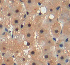 Immunohistochemistry (Formalin/PFA-fixed paraffin-embedded sections) - Anti-FKBPL antibody (AB233409)