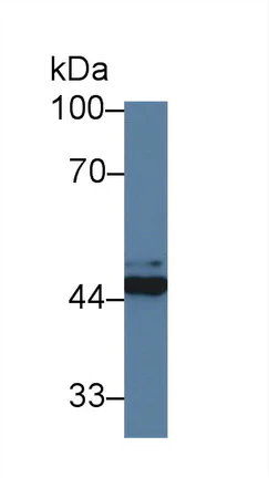 Western blot - Anti-FKBPL antibody (AB233409)