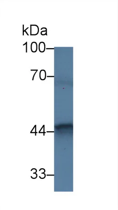 Western blot - Anti-FKBPL antibody (AB233409)