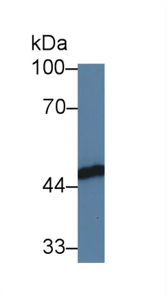 Western blot - Anti-FKBPL antibody (AB233409)