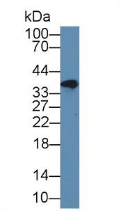 Western blot - Anti-FKBPL antibody (AB233426)