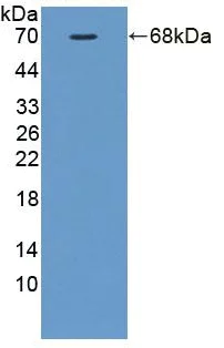 Western blot - Anti-FKBPL antibody (AB233426)