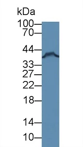 Western blot - Anti-FKBPL antibody (AB233426)