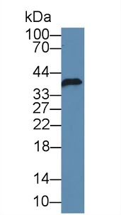 Western blot - Anti-FKBPL antibody (AB233426)