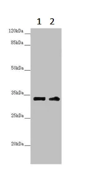 Western blot - Anti-FKSG14/p33 antibody (AB236739)