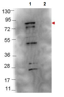 Western blot - Anti-Flagellin antibody (AB106146)