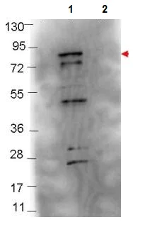 Western blot - Anti-Flagellin antibody (AB106146)