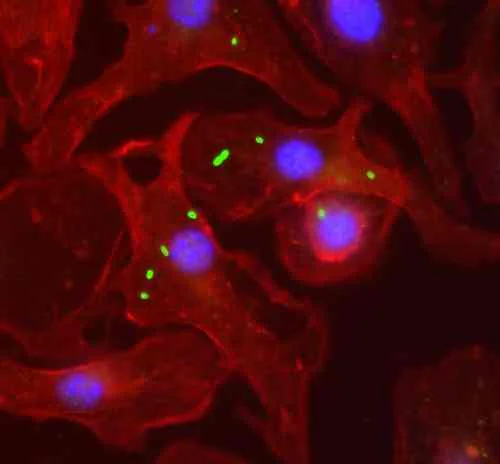 Immunocytochemistry/ Immunofluorescence - Anti-Flagellin antibody (AB93713)