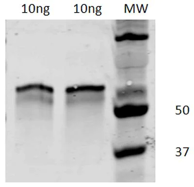 Western blot - Anti-Flagellin antibody (AB93713)