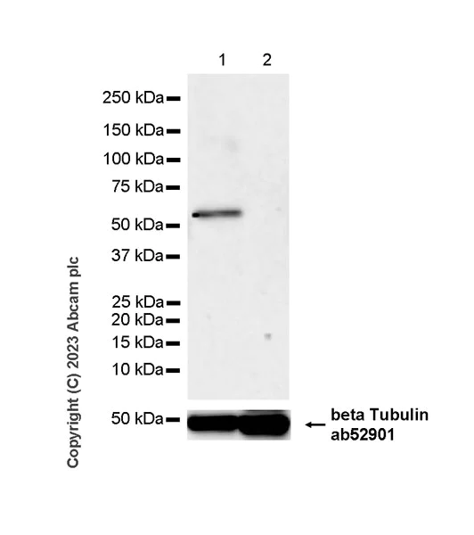 Western blot - Anti-Flagellin antibody [EPR28356-51] (AB316010)