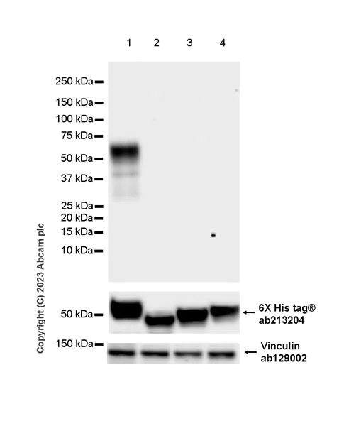 Western blot - Anti-Flagellin antibody [EPR28356-51] - BSA and Azide free (AB316011)