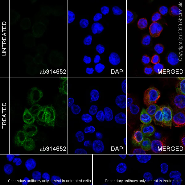 Immunocytochemistry/ Immunofluorescence - Anti-FLAP antibody [EPR27505-52] - BSA and Azide free (AB314653)