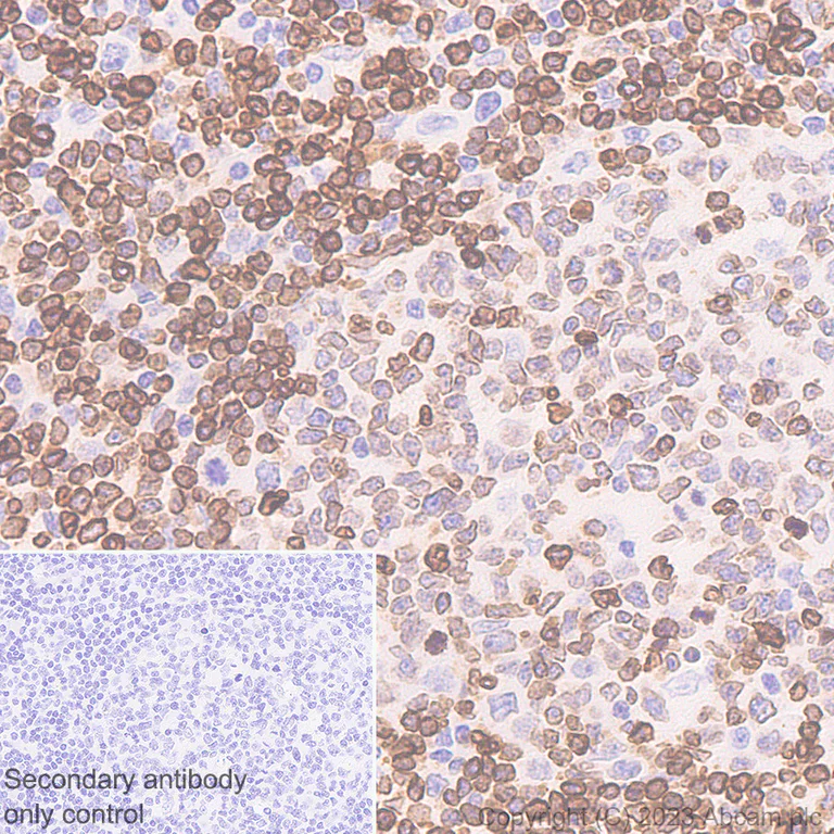 Immunohistochemistry (Formalin/PFA-fixed paraffin-embedded sections) - Anti-FLAP antibody [EPR27505-52] - BSA and Azide free (AB314653)
