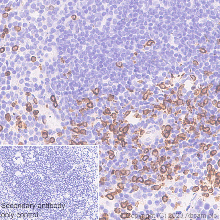 Immunohistochemistry (Formalin/PFA-fixed paraffin-embedded sections) - Anti-FLAP antibody [EPR27505-52] - BSA and Azide free (AB314653)