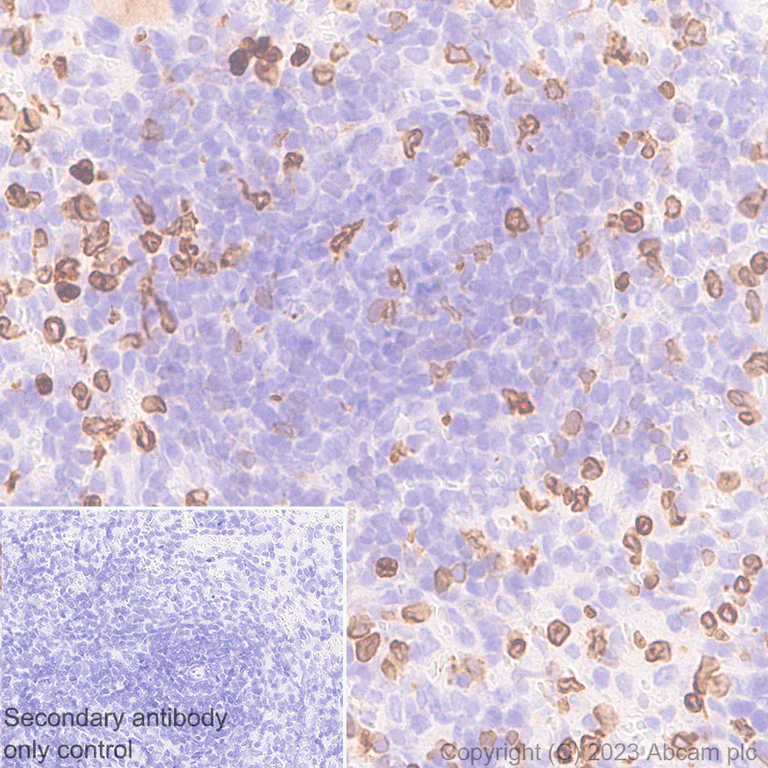 Immunohistochemistry (Formalin/PFA-fixed paraffin-embedded sections) - Anti-FLAP antibody [EPR27505-52] - BSA and Azide free (AB314653)