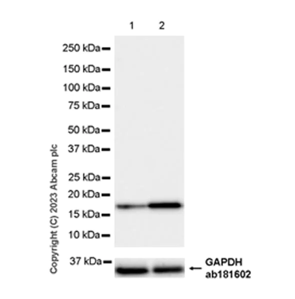 Western blot - Anti-FLAP antibody [EPR27505-52] - BSA and Azide free (AB314653)