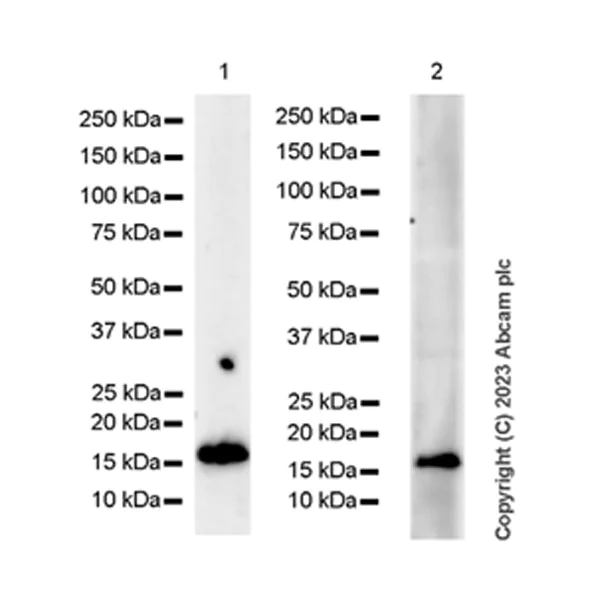 Western blot - Anti-FLAP antibody [EPR27505-52] - BSA and Azide free (AB314653)
