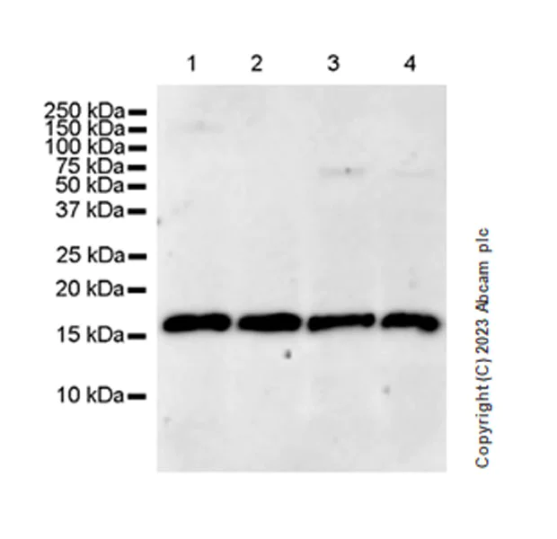 Western blot - Anti-FLAP antibody [EPR27505-52] - BSA and Azide free (AB314653)