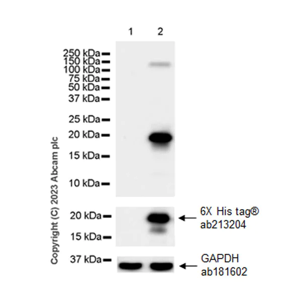 Western blot - Anti-FLAP antibody [EPR27505-52] - BSA and Azide free (AB314653)