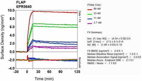OI-RD Scanning - Anti-FLAP antibody [EPR5640] - BSA and Azide free (AB247977), expandable thumbnail