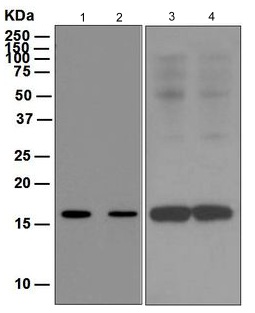 Western blot - Anti-FLAP antibody [EPR5640] - BSA and Azide free (AB247977), expandable thumbnail