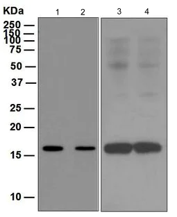 Western blot - Anti-FLAP antibody [EPR5640] - BSA and Azide free (AB247977)