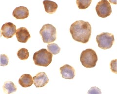 Immunocytochemistry/ Immunofluorescence - Anti-FLASH antibody (AB8420), expandable thumbnail